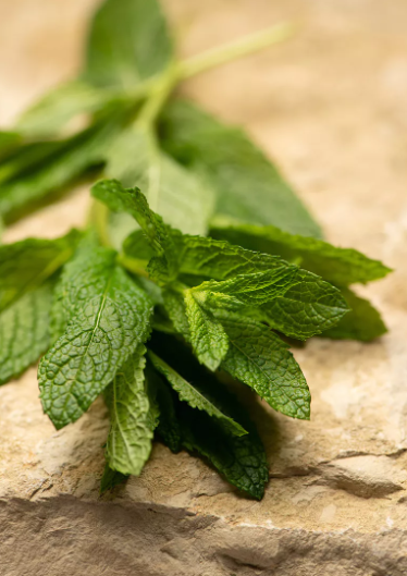 Thé vert à la menthe aromatisé – Image 2