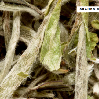 Yin Zhen Pointes blanches Grand cru