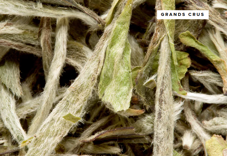 Yin Zhen Pointes blanches Grand cru