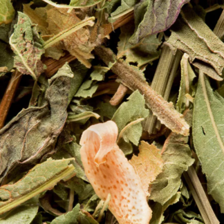 Tisane du Berger