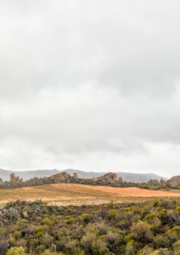 Rooibos Cederberg – Image 2